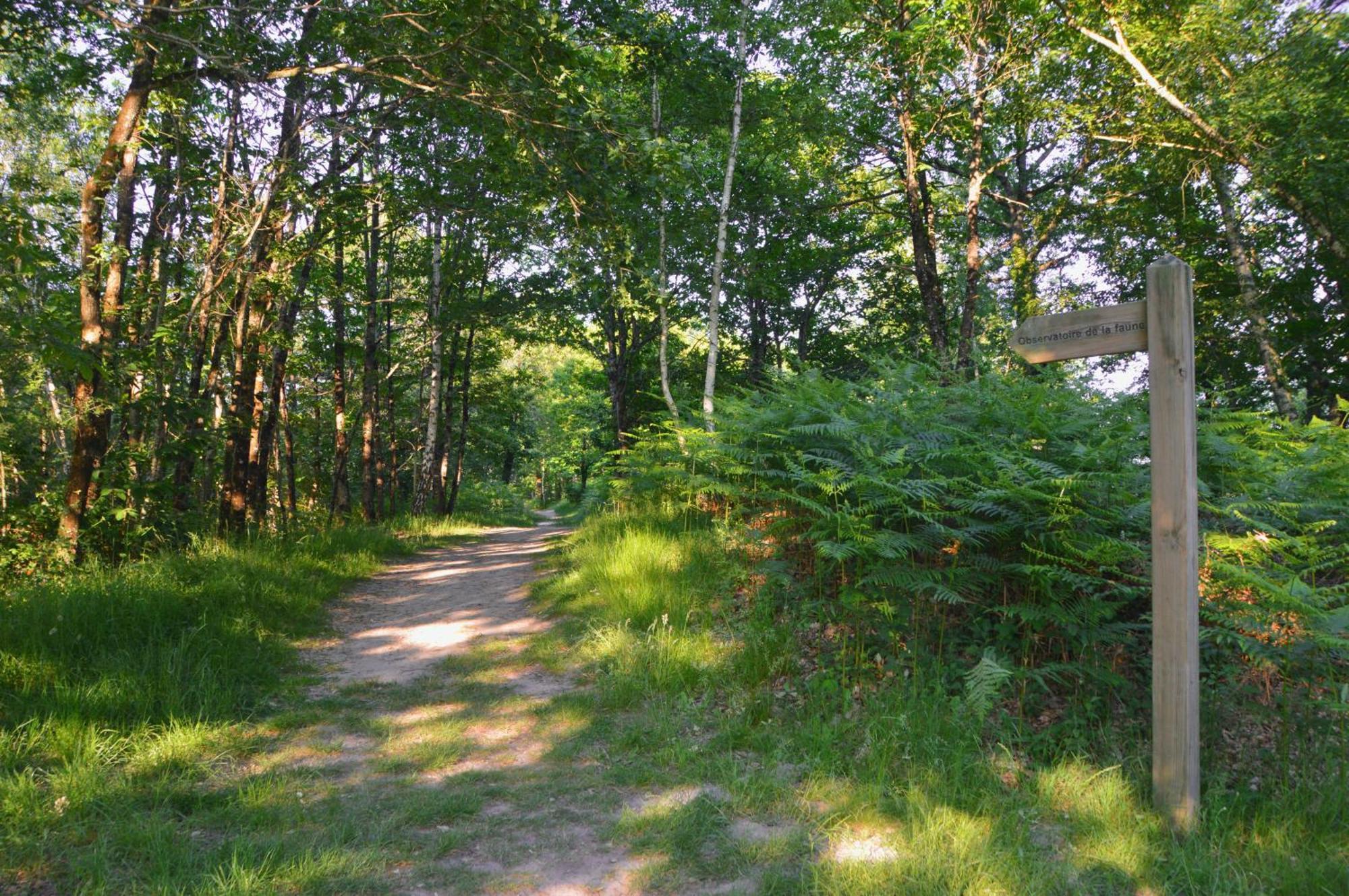 Gite De Charme En Sologne, Sejour En Famille, Jardin, Riviere, Jeux, Nature & Detente Aubigny-sur-Nère Zewnętrze zdjęcie
